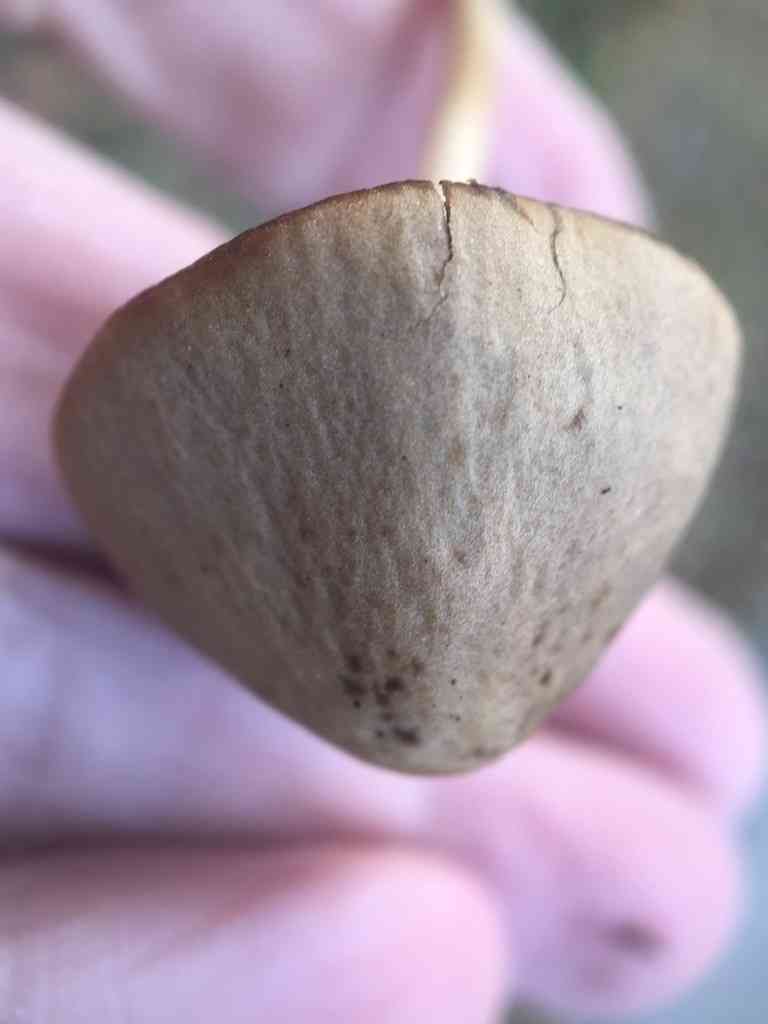 Common stump brittlestem (Psathyrella piluliformis) thumbnail 2