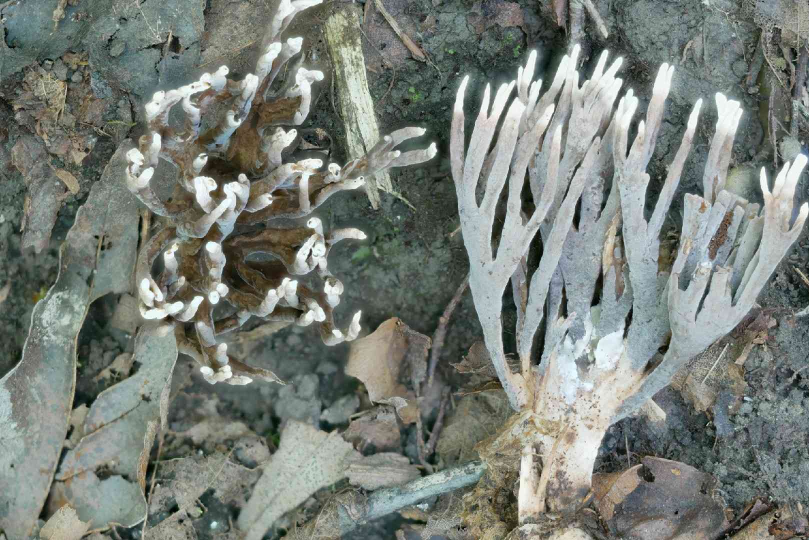 Thelephora anthocephala (Thelephora anthocephala) thumbnail 2