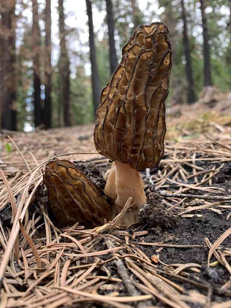 Landscape black morel (Morchella importuna) thumbnail 1