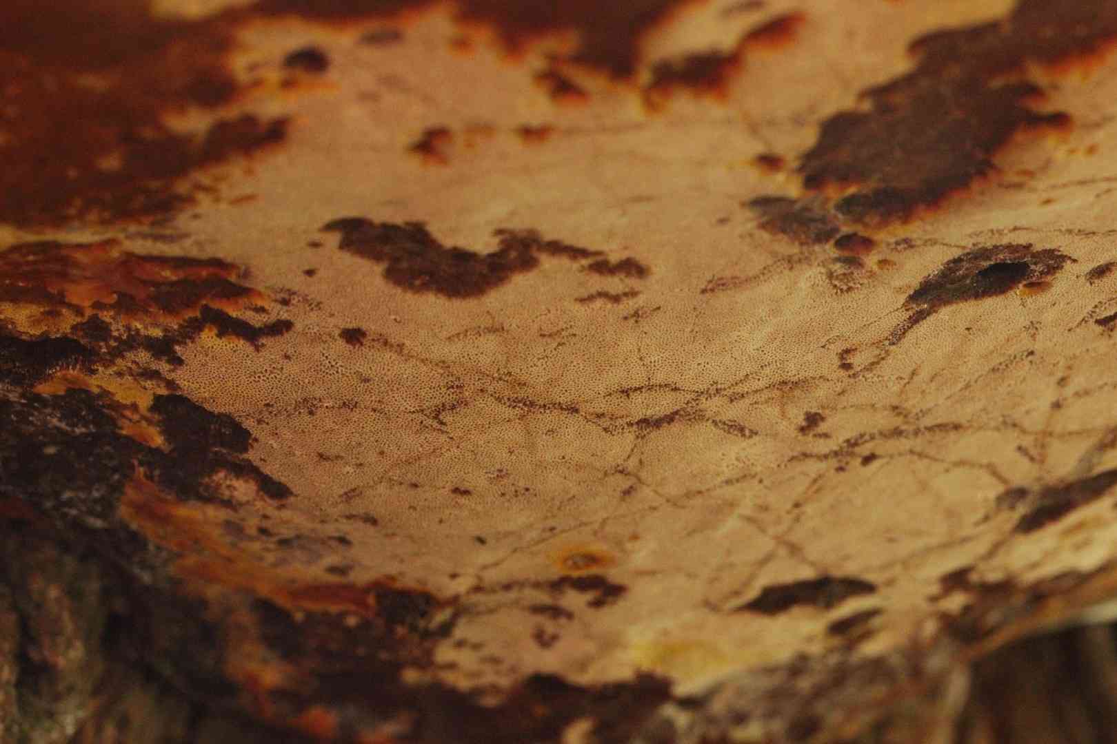 Ganoderma resinaceum (Ganoderma resinaceum) thumbnail 2