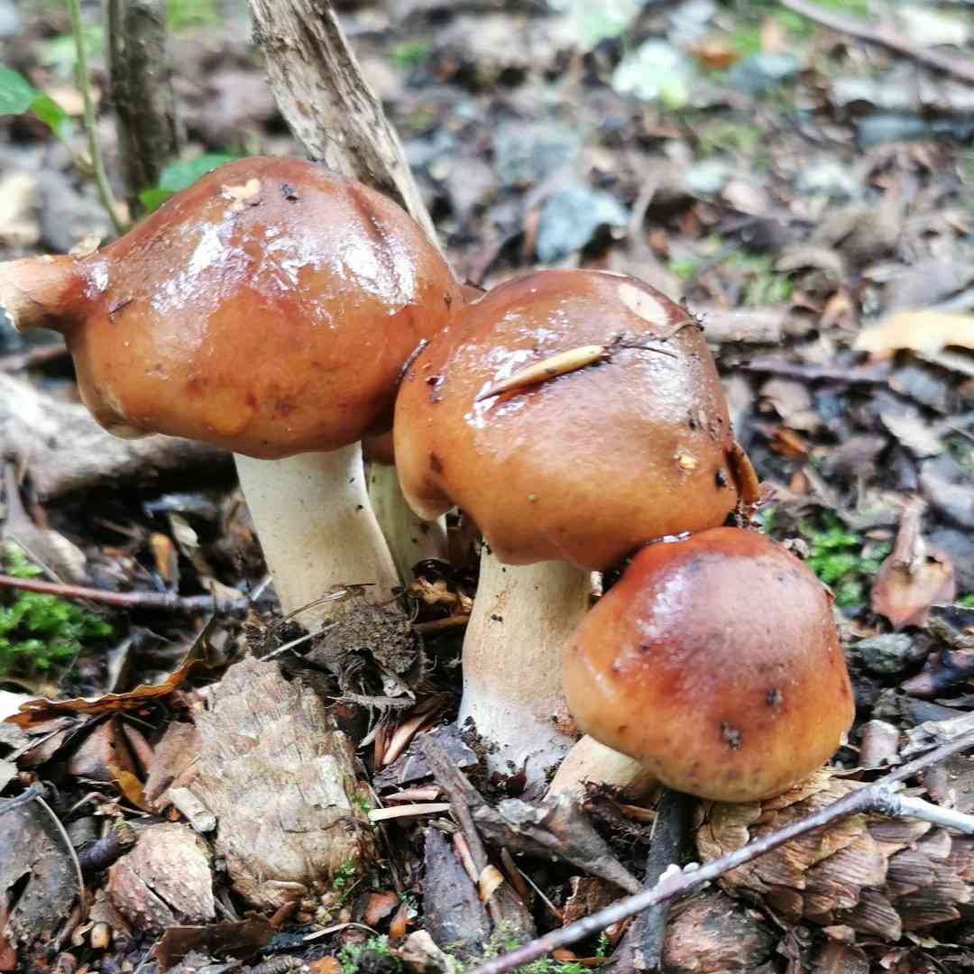 Burnt knight (Tricholoma ustale) thumbnail 1