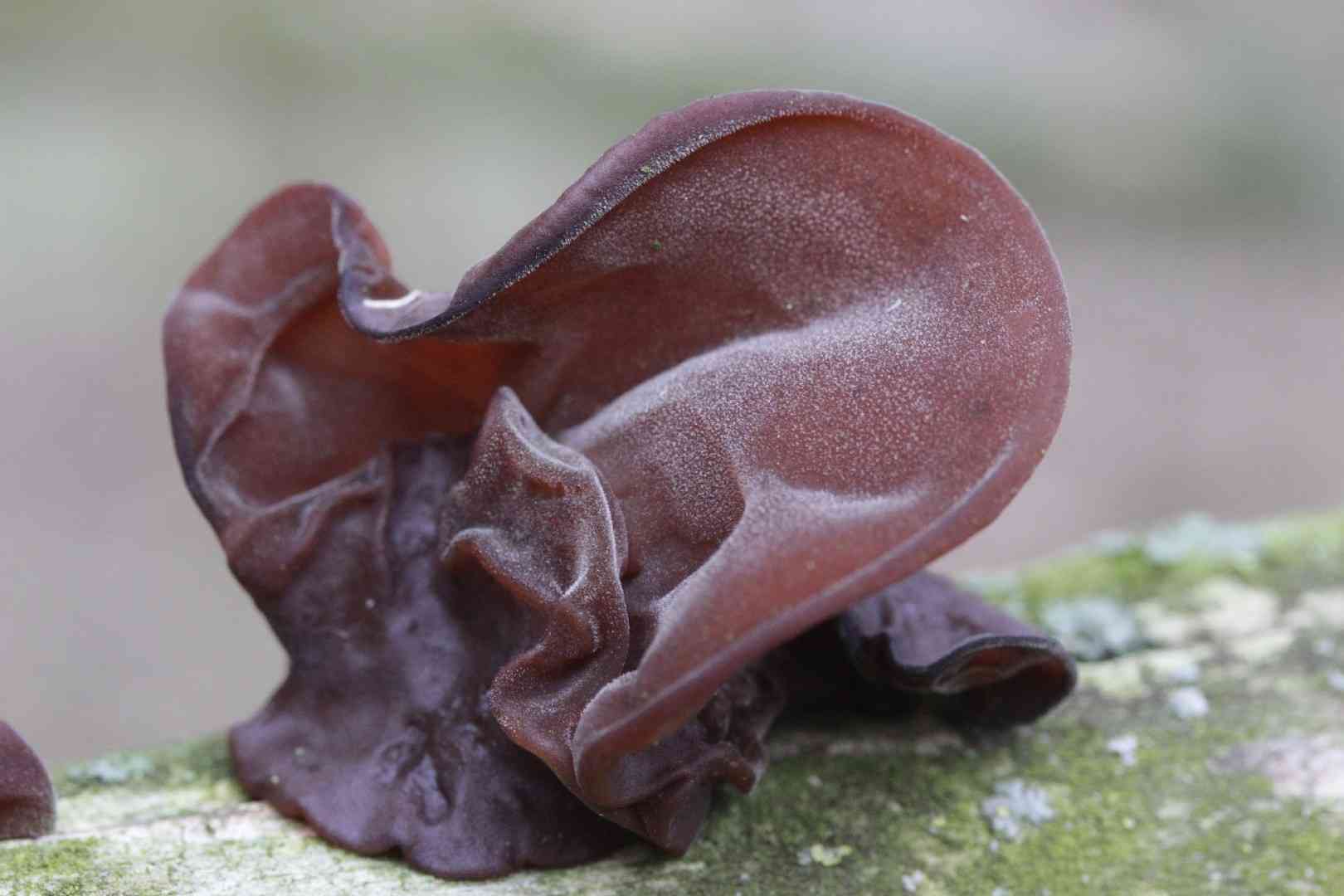 Jelly ear (Auricularia auricula-judae) thumbnail 2