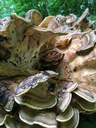 Giant polypore (Meripilus giganteus) thumbnail 2