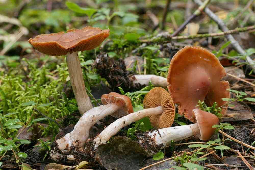 Cortinarius armeniacus (Cortinarius armeniacus) thumbnail 1