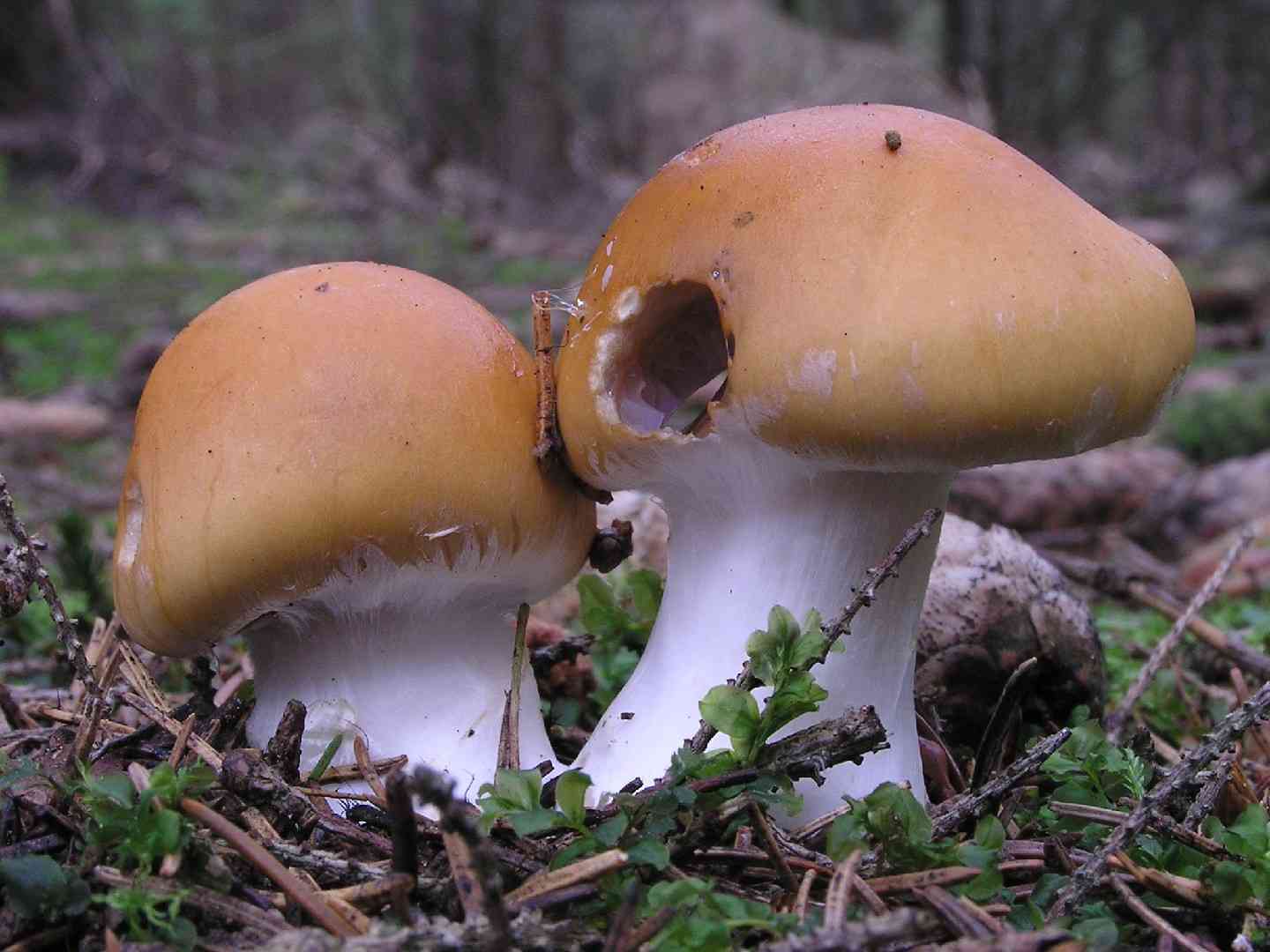 Contrary webcap (Cortinarius varius) thumbnail 2