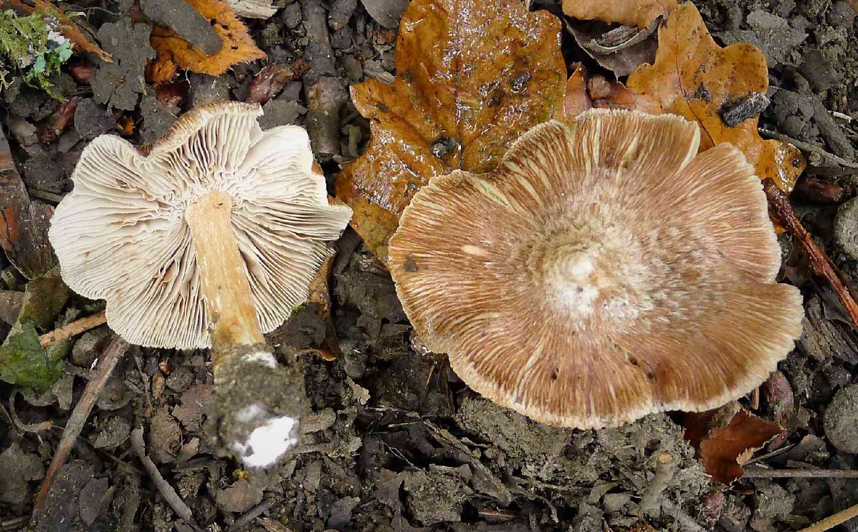 Frosty fibrecap (Inocybe maculata) thumbnail 1