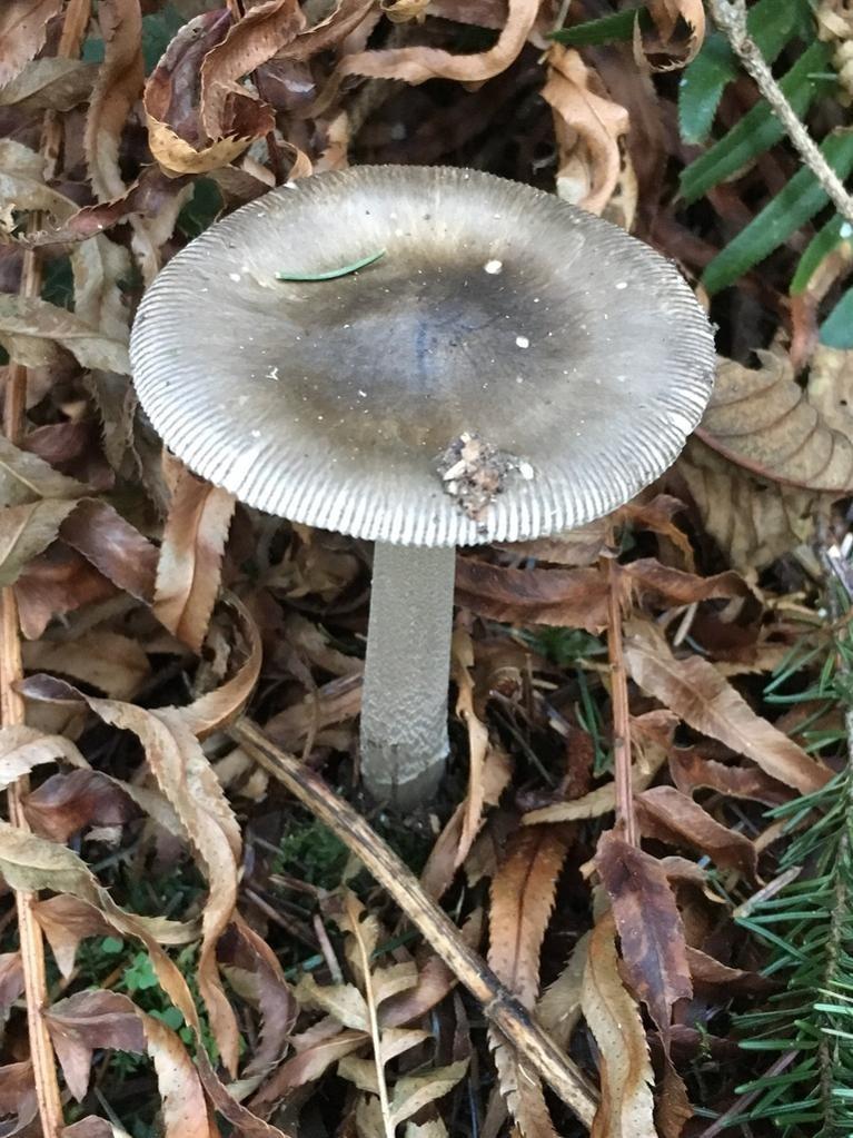 Grisette