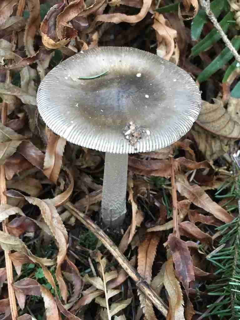 Grisette (Amanita vaginata)