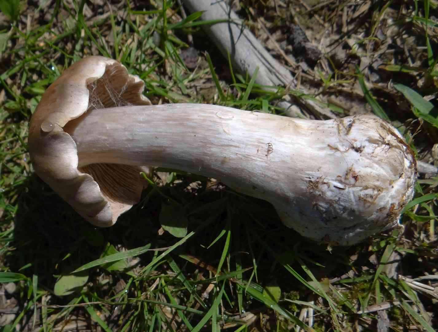 Cortinarius malachius (Cortinarius malachius) thumbnail 2