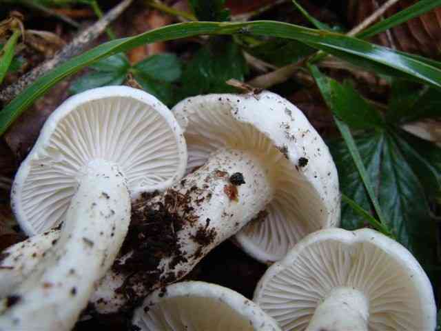 Hygrophorus cossus