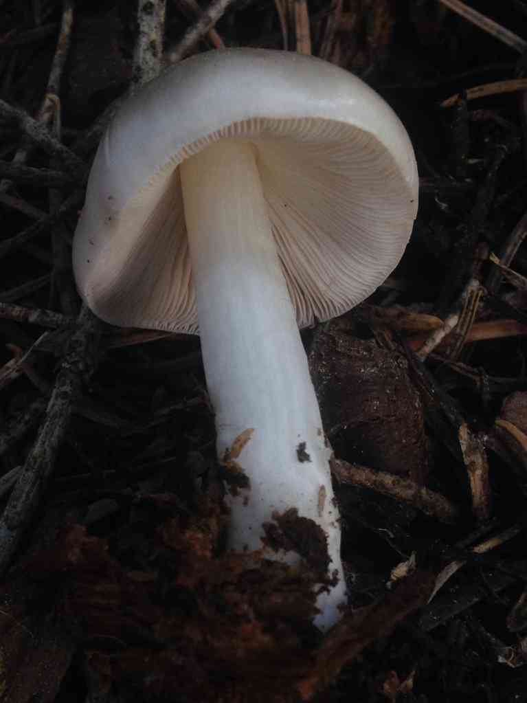 Scaly shield (Pluteus petasatus) thumbnail 3