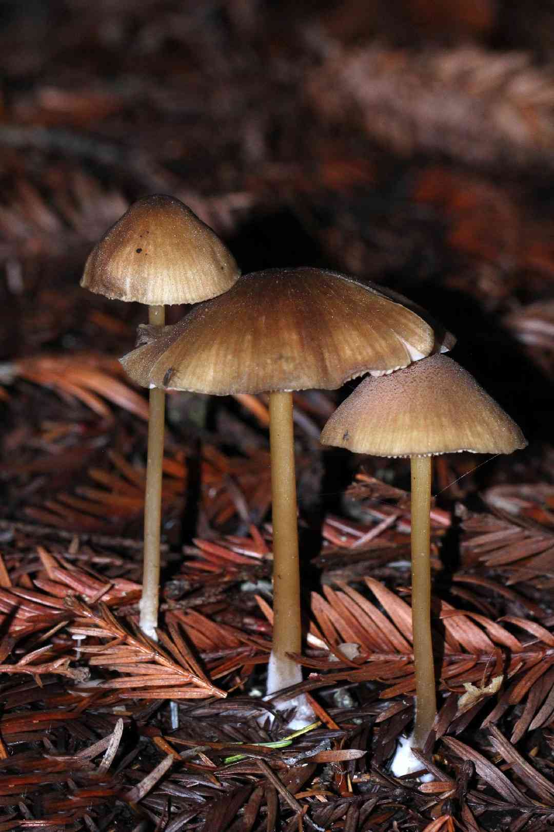 Pretty pinkgill (Entoloma formosum) thumbnail 2