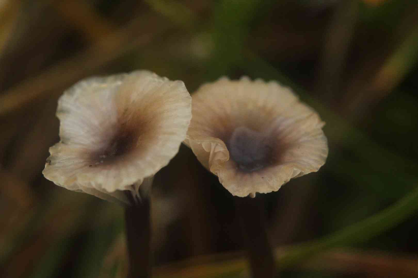 Collared mosscap (Rickenella swartzii) thumbnail 1