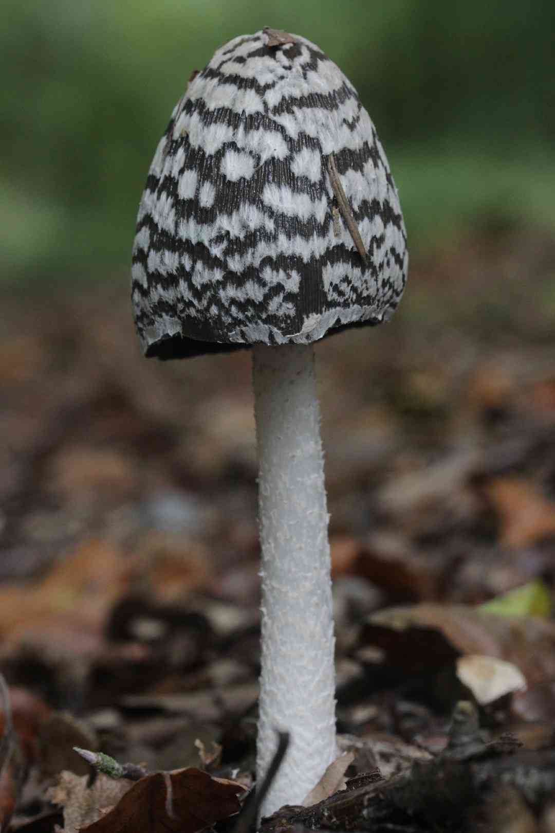 Magpie inkcap (Coprinopsis picacea) thumbnail 3