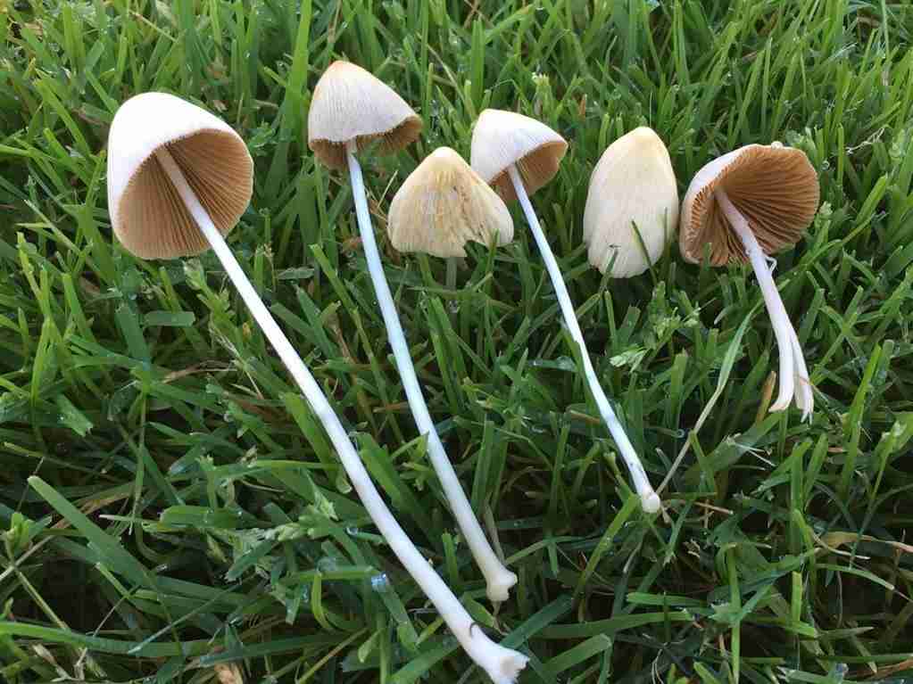 Milky conecap (Conocybe apala)