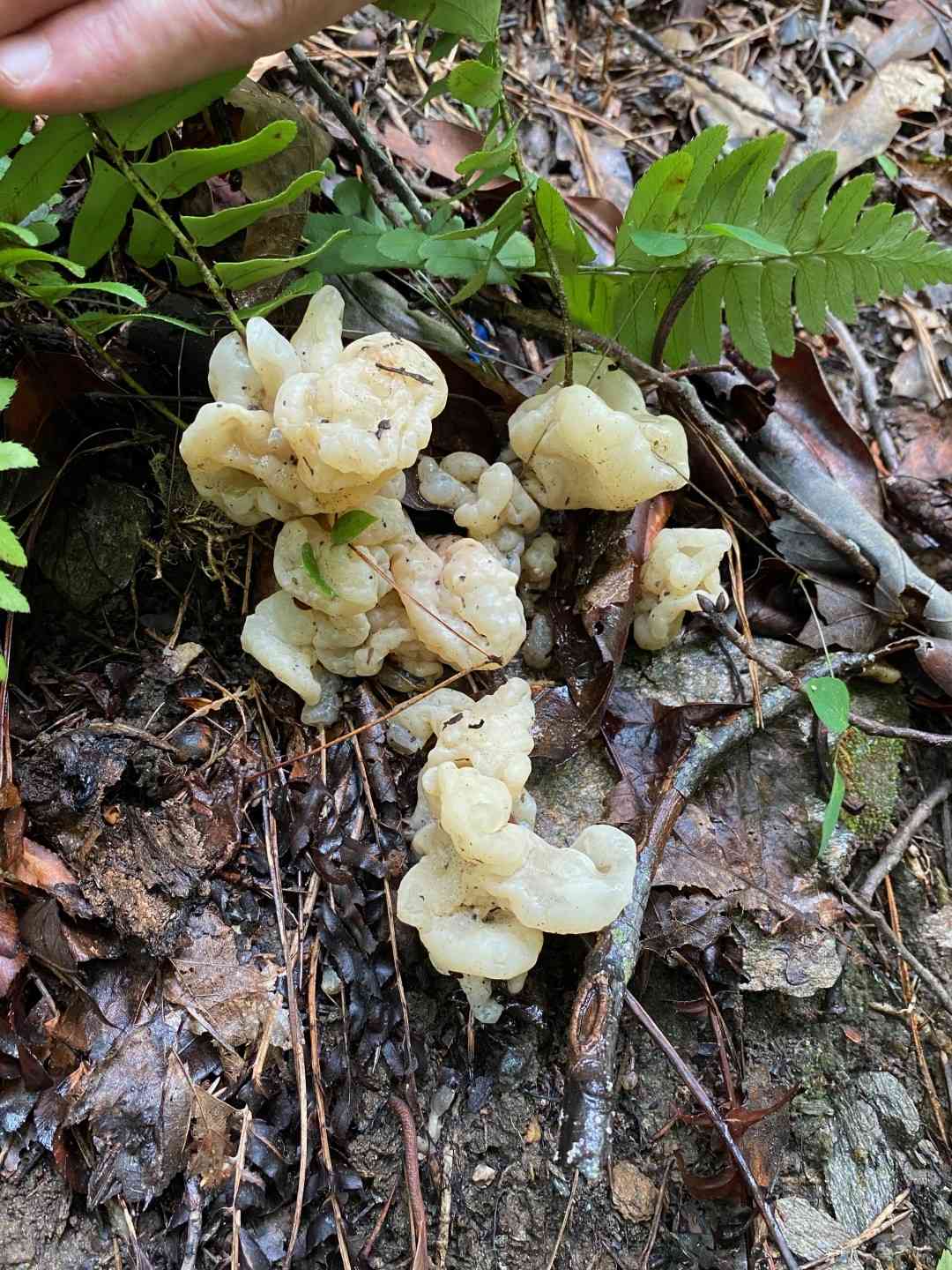 Helvellosebacina concrescens (Helvellosebacina concrescens) thumbnail 2