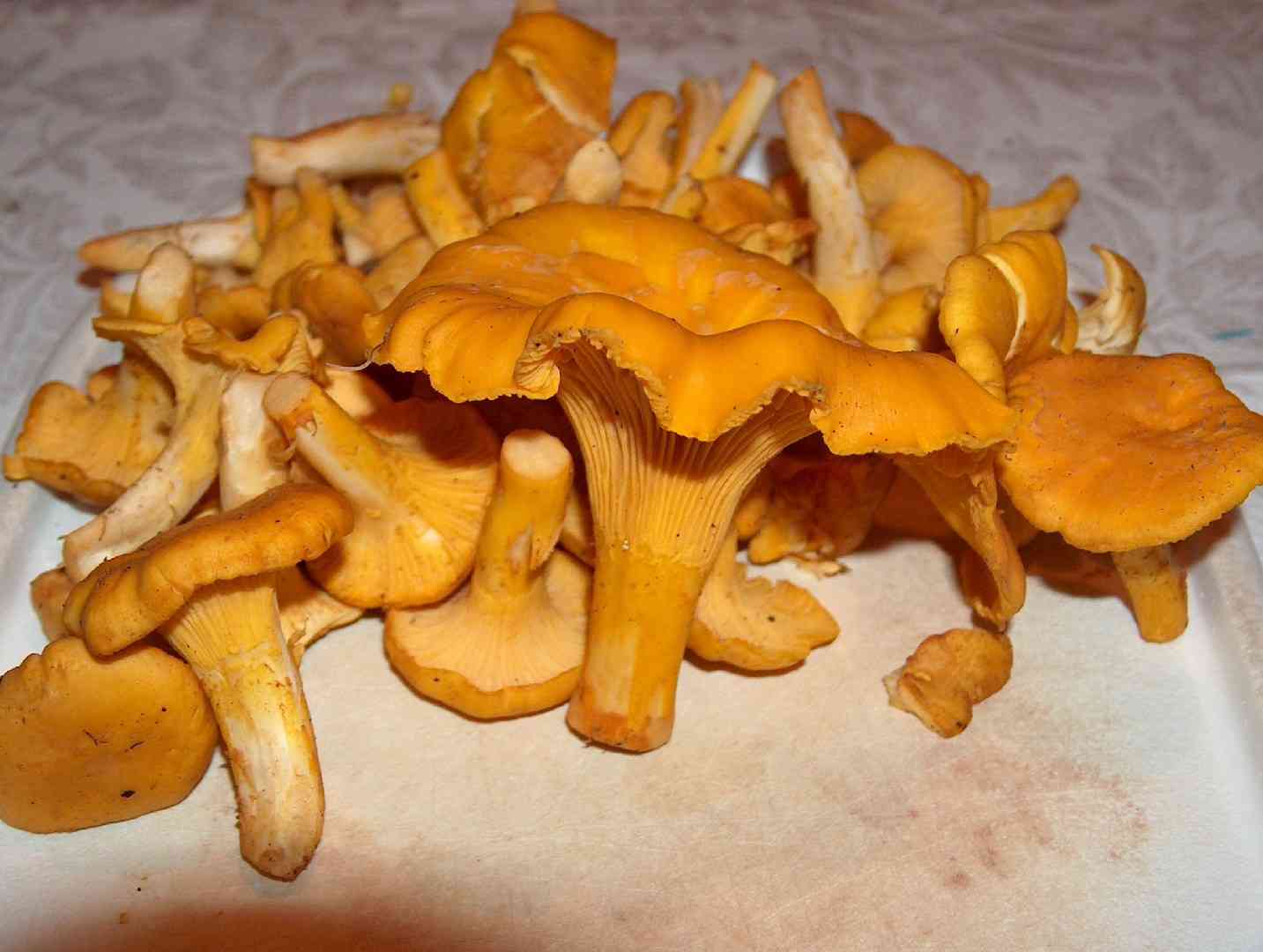 Golden chanterelle (Cantharellus cibarius) thumbnail 1