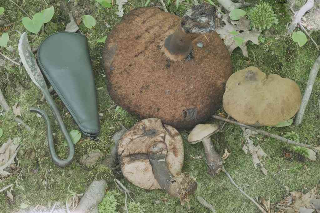 False black velvet bolete