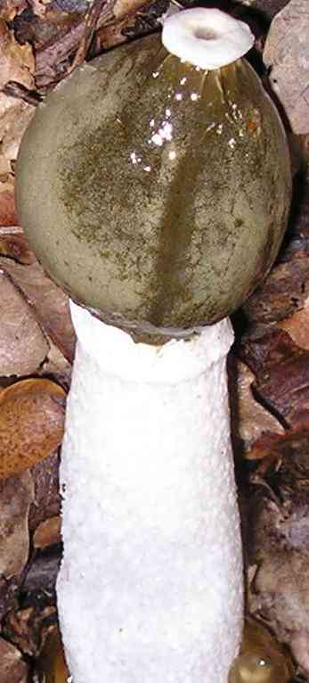 Common stinkhorn (Phallus impudicus) thumbnail 2