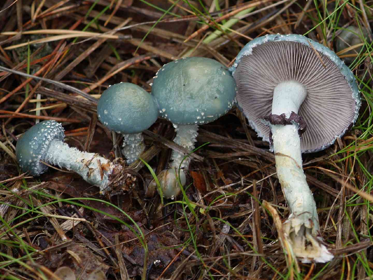 Verdigris roundhead (Stropharia aeruginosa) thumbnail 3