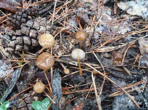 Pinecone cap (Strobilurus tenacellus) thumbnail 1