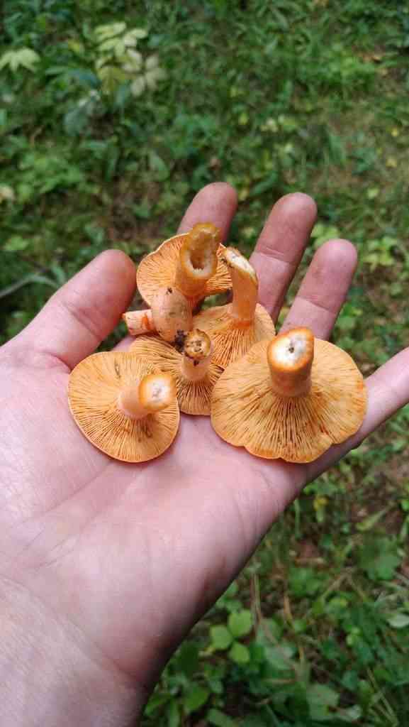 False saffron milkcap (Lactarius deterrimus) thumbnail 2