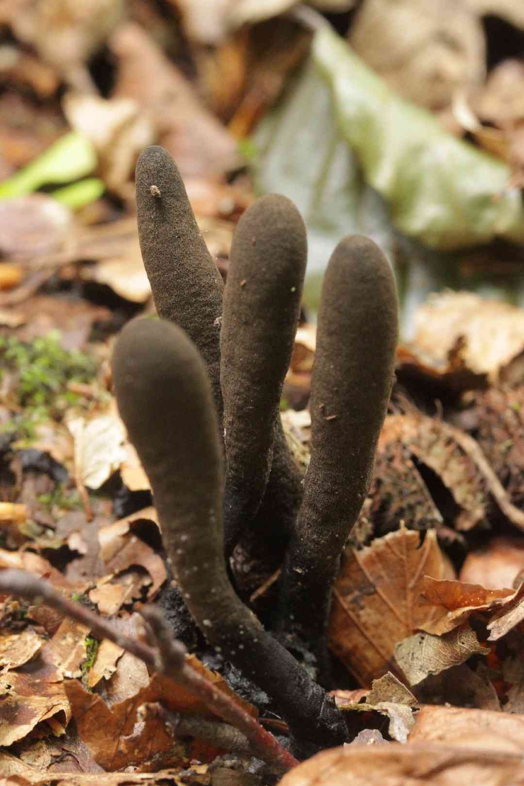 Dead moll's fingers (Xylaria longipes) thumbnail 3