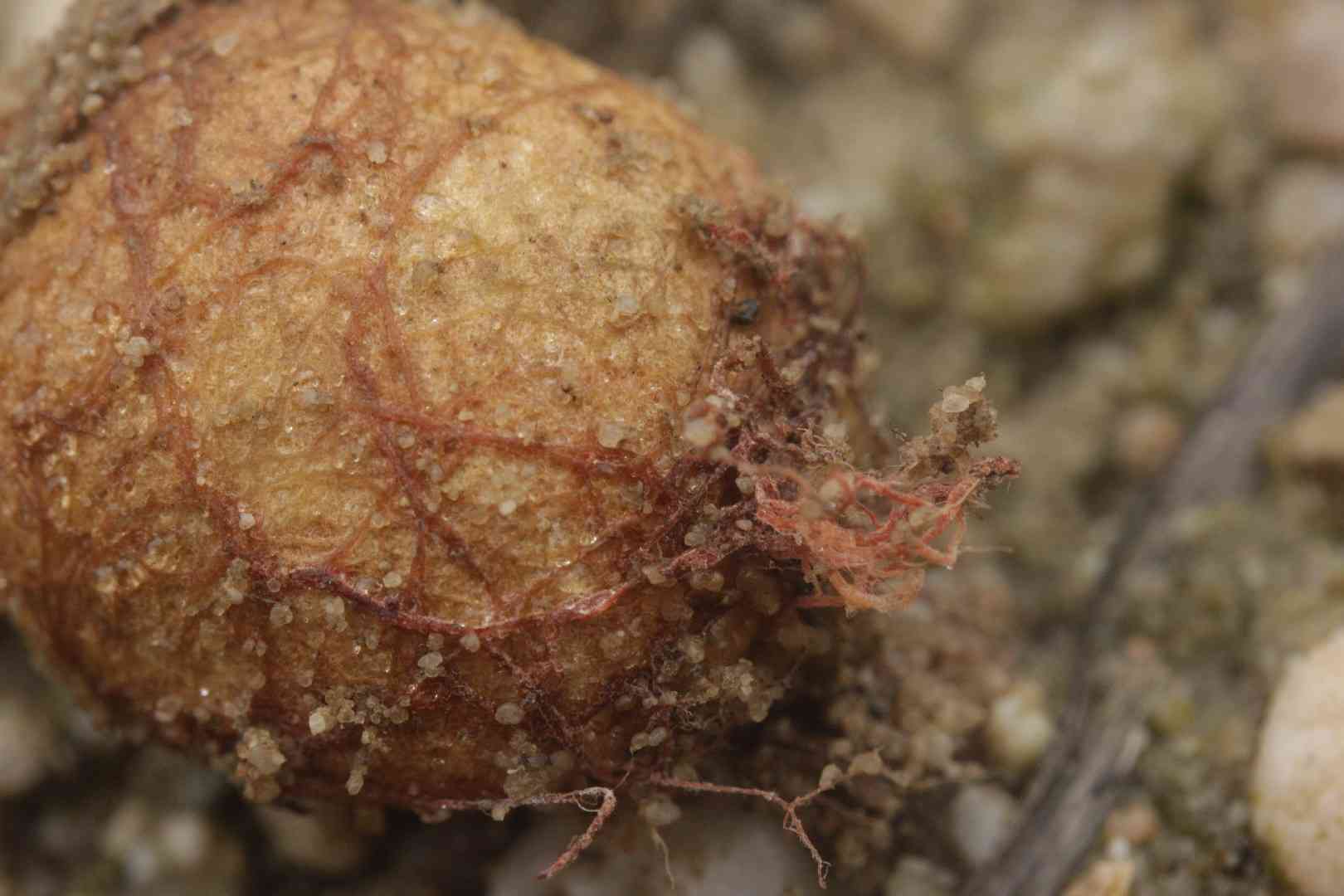 Yellow false truffle (Rhizopogon luteolus) thumbnail 2