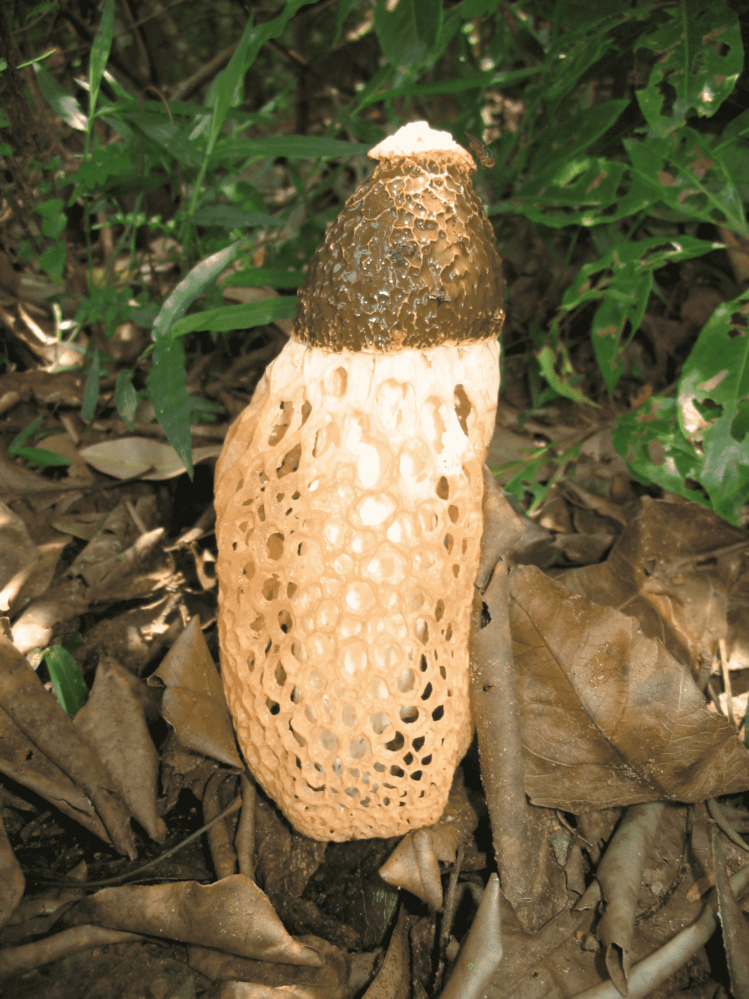 Yellow bridal veil stinkhorn (Phallus multicolor) thumbnail 3
