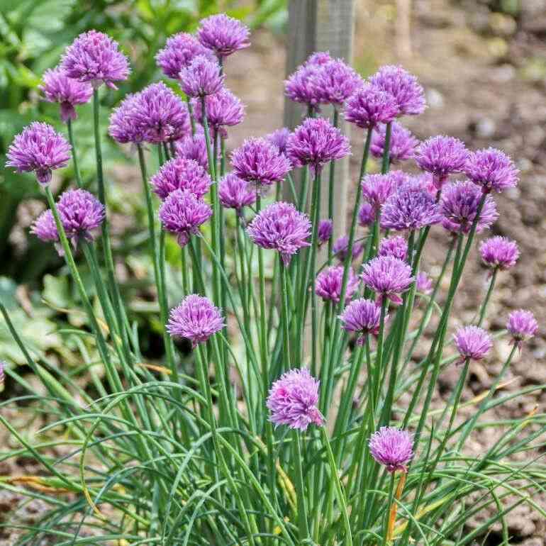 Allium schoenoprasum