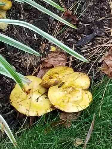 American slippery jack (Suillus americanus) thumbnail 2