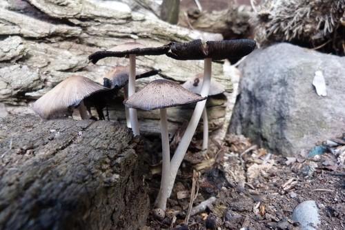 Mica cap