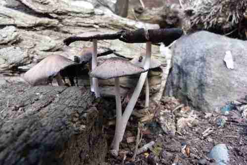 Mica cap (Coprinellus micaceus)