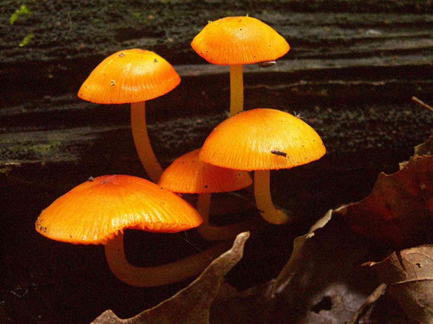 Orange mycena (Mycena leaiana) thumbnail 2
