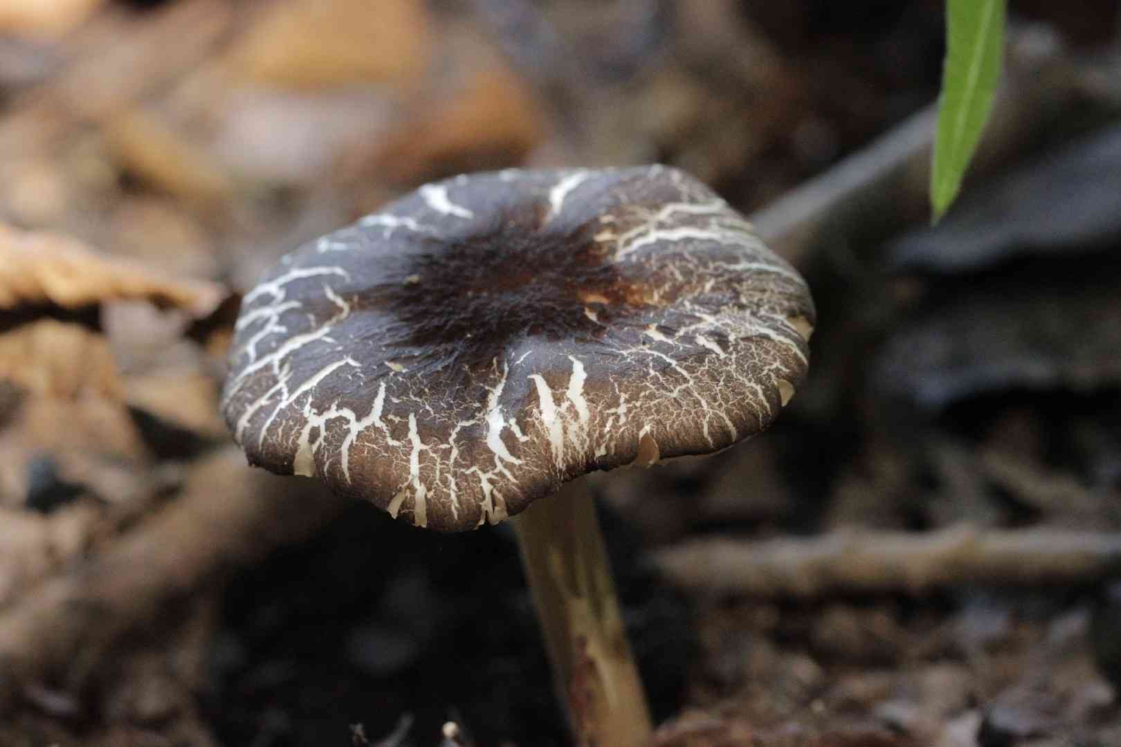 Pluteus podospileus (Pluteus podospileus) thumbnail 2