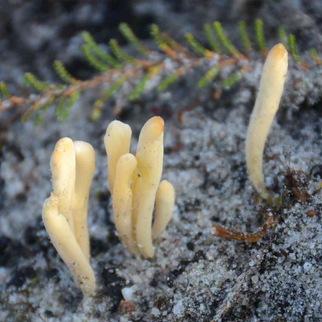 Moor club (Clavaria argillacea) thumbnail 2