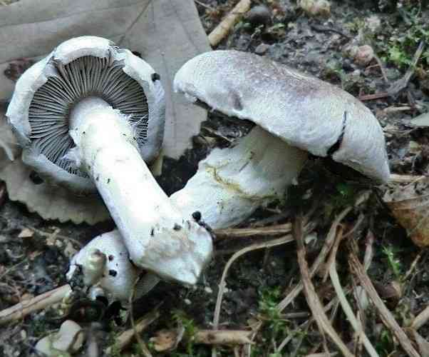 Girdled knight (Tricholoma cingulatum) thumbnail 1