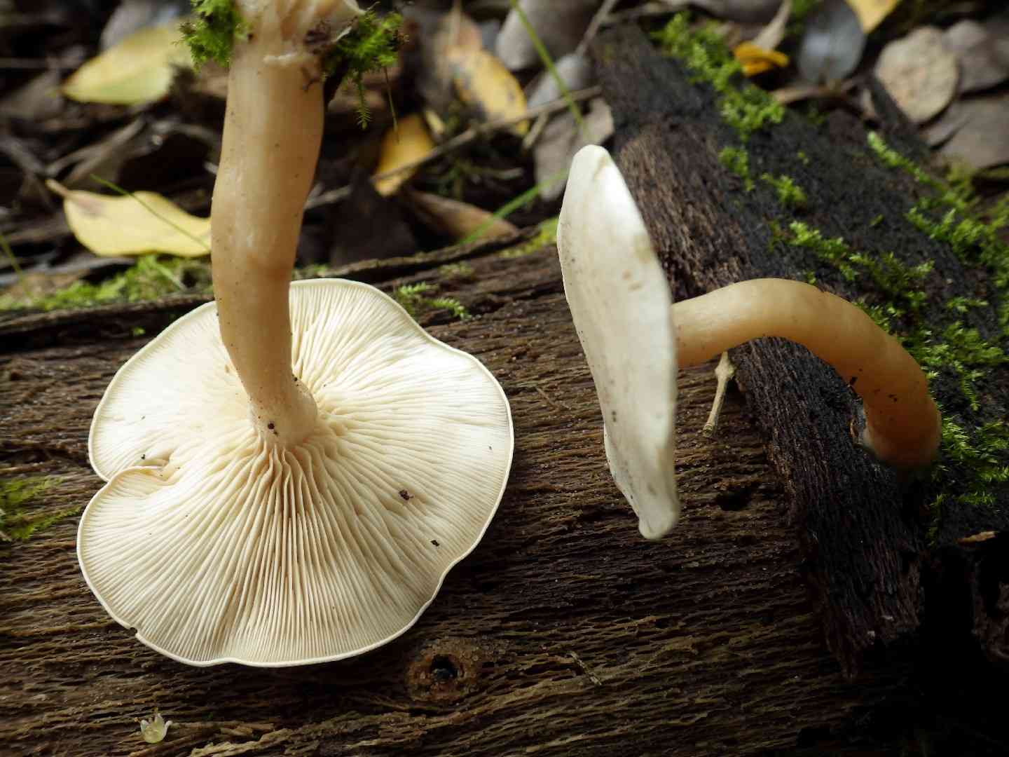 Mealy oyster (Ossicaulis lignatilis) thumbnail 2