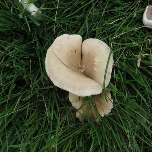 Flowery blewit (Lepista irina) thumbnail 2