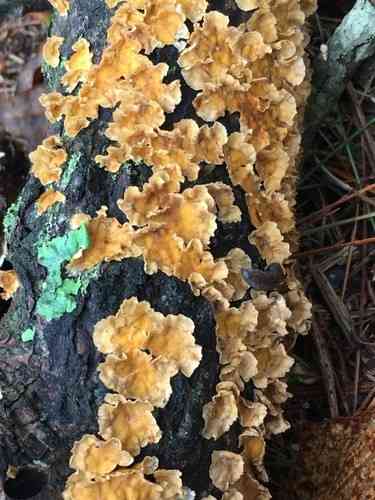 Crowded parchment (Stereum complicatum) thumbnail 3