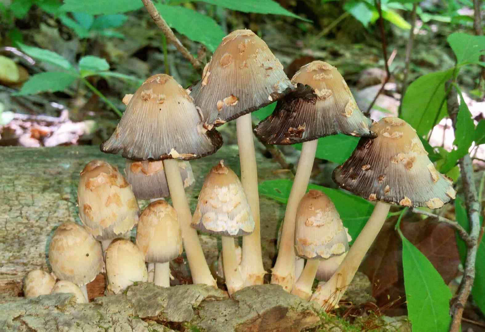 Scaly ink cap