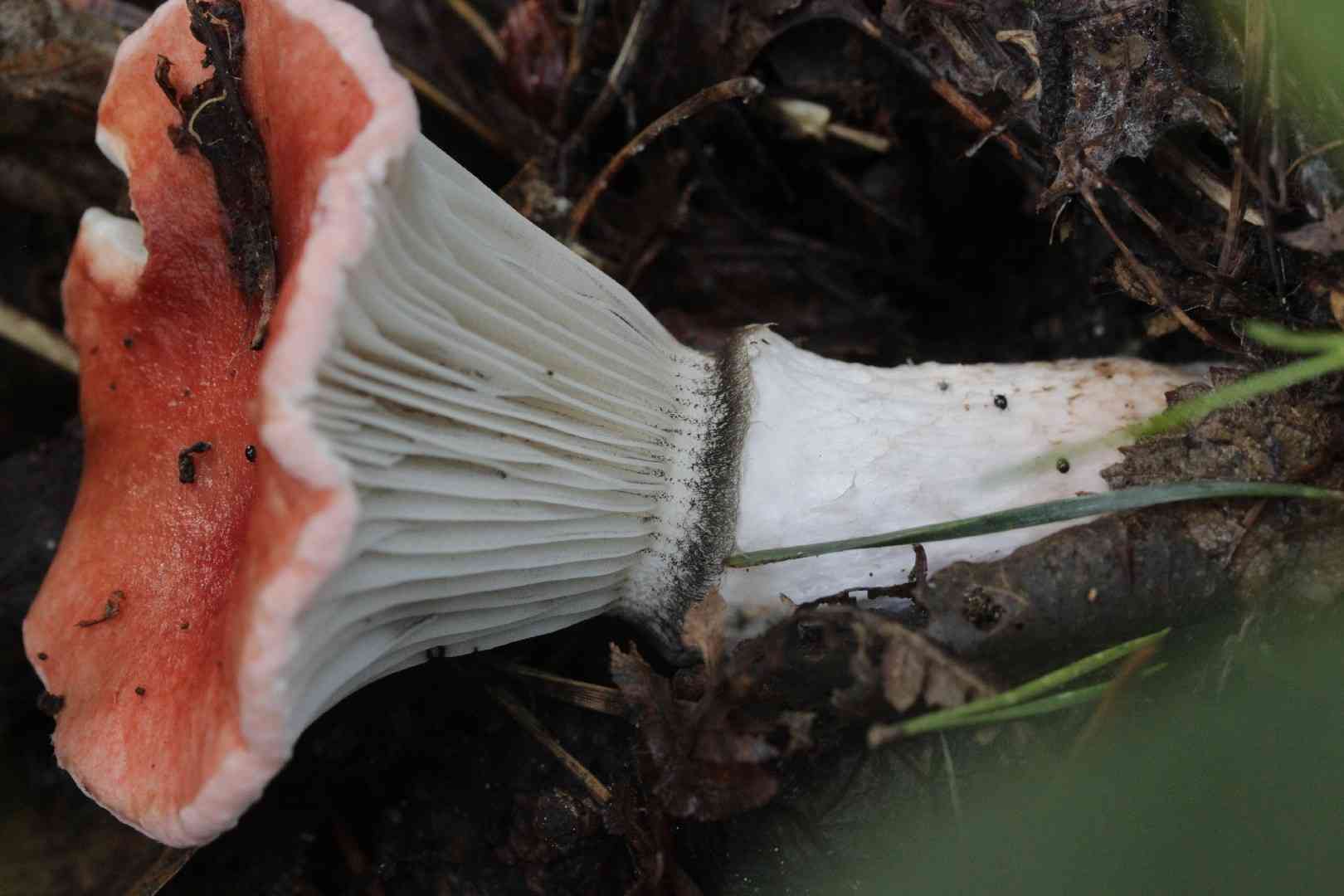 Rosy spike (Gomphidius roseus) thumbnail 2