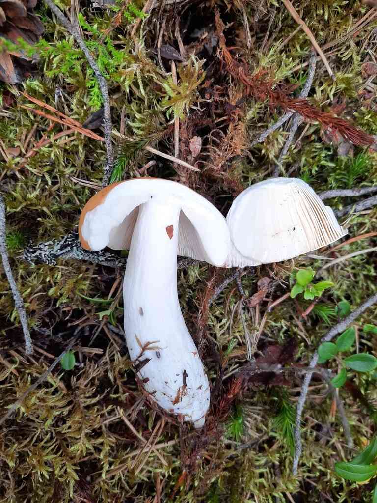 Copper brittlegill (Russula decolorans) thumbnail 2