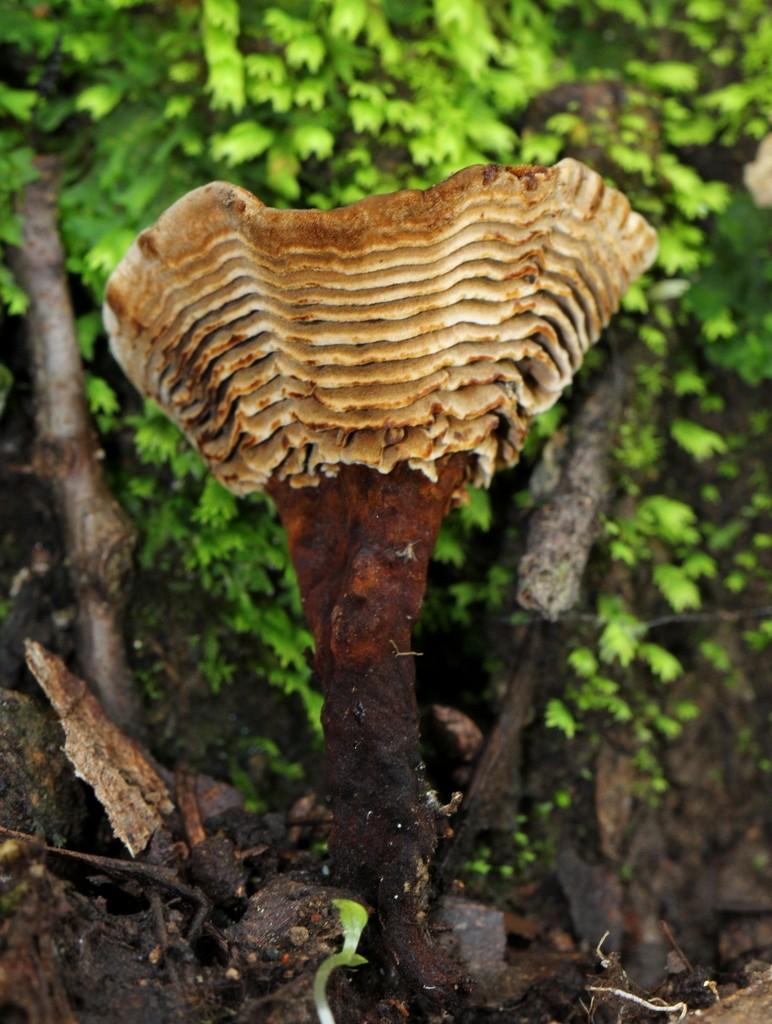 Coltricia montagnei