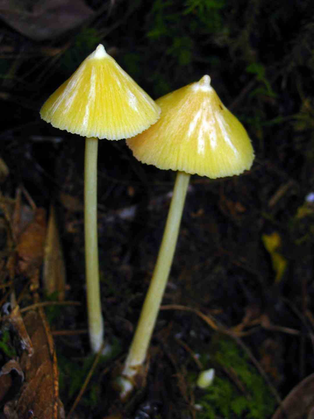 Yellow unicorn entoloma (Entoloma murrayi) thumbnail 3