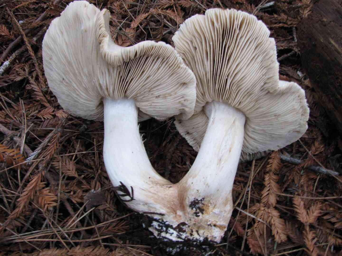 Tiger tricholoma (Tricholoma pardinum) thumbnail 2