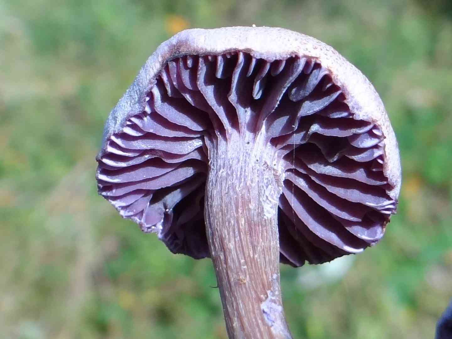 Amethyst deceiver (Laccaria amethystina) thumbnail 2