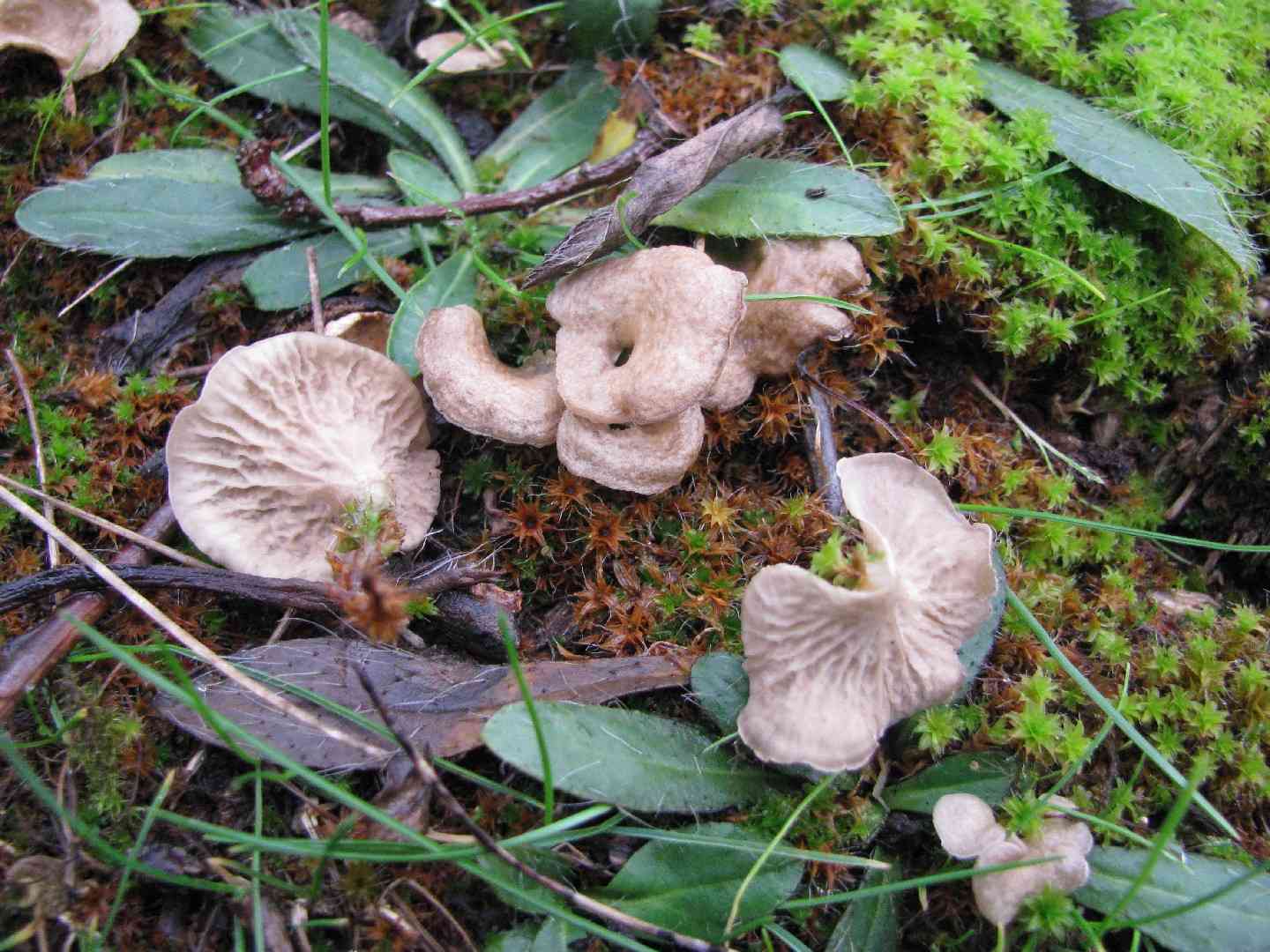 Spatulate oysterling (Arrhenia spathulata) thumbnail 2
