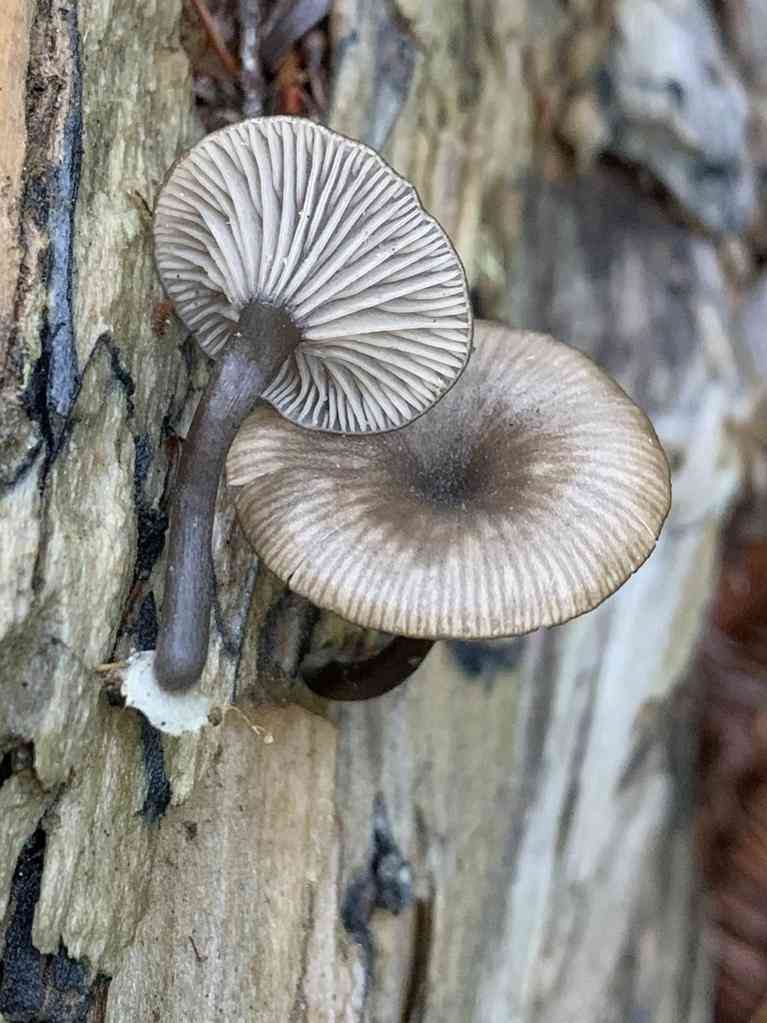 Arrhenia epichysium (Arrhenia epichysium) thumbnail 1