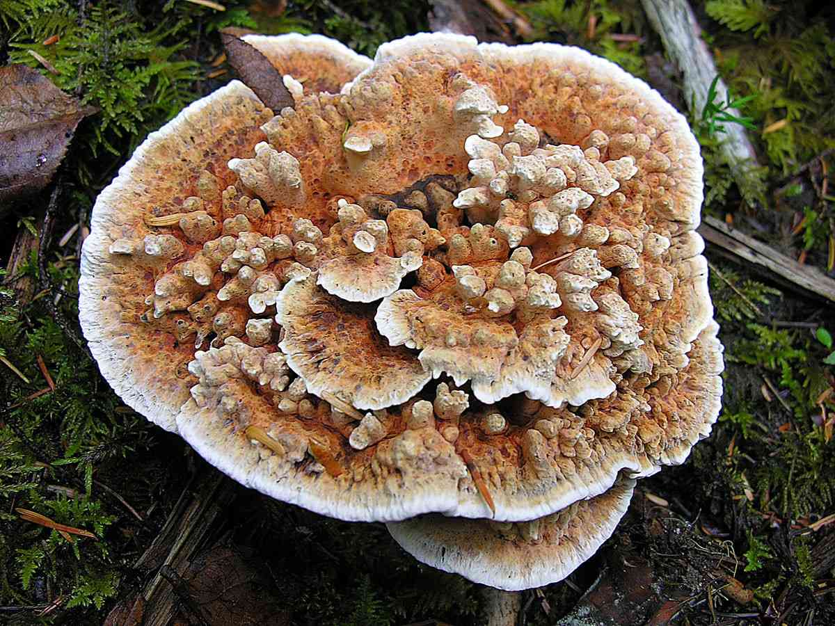 Orange spine (Hydnellum aurantiacum) thumbnail 1